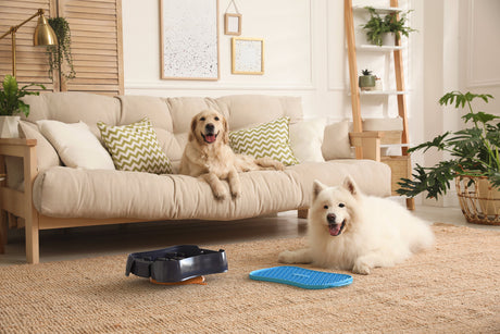 4-in-1 Slow Feeder Dog Bowl - Dark Grey Bowl with Blue Lickmat