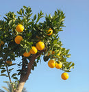 5500W Cordless Brushless Pole Telescopic Pruning Shear Secateur Battery Makita