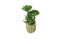 Bubble Pot Succulent Plant