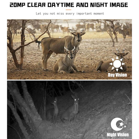 1080p Wildlife Hunting Camera with Night Vision for Outdoor Tracking