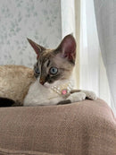 3-pcs Pink Diamond  Double Strand Pearl & Rhinestone Pet Necklace - Luxury Collar for Cats & Dogs Size S (20-26CMCM)