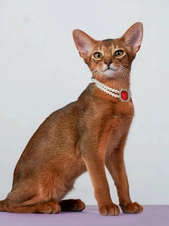 3-pcs Red Diamond  Double Strand Pearl & Rhinestone Pet Necklace - Luxury Collar for Cats & Dogs Size M (25-31CM)