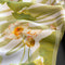 Green Lotus 53cm Silk Scarf - 100% Mulberry Silk, Floral Print, Women's Square Scarf Shawl (Style 1)