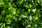 White Oasis Vertical Garden / Green Wall UV Resistant 1m x 1m