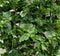 Ivy Garland Vines 260cm Each - 5 Per Pack