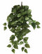 Philodendron Hanging Bush 73cm