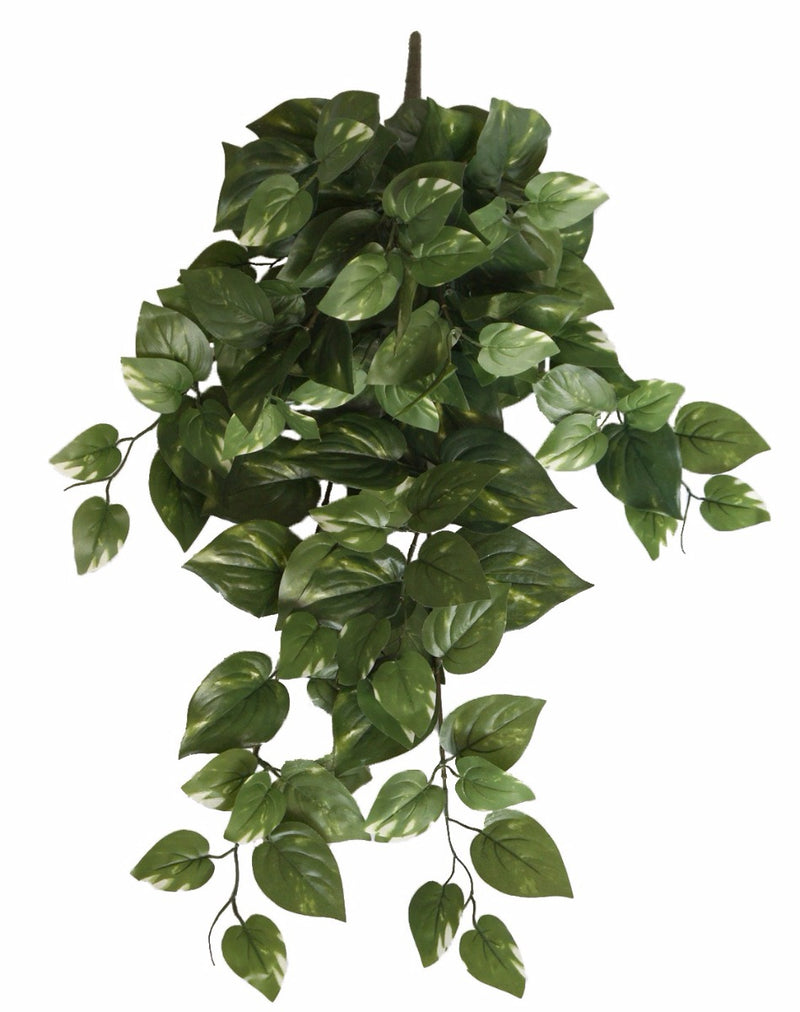 Philodendron Hanging Bush 73cm