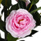 Flowering Pink Artificial Camellia Tree 180cm
