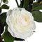 Flowering White Artificial Camellia Tree 180cm