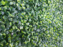 Mixed Boxwood Hedge Panels / Screens UV Resistant 1m x 1m