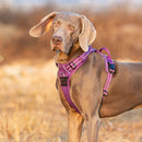 No Pull Harness Purple XS