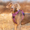 No Pull Harness Purple XS