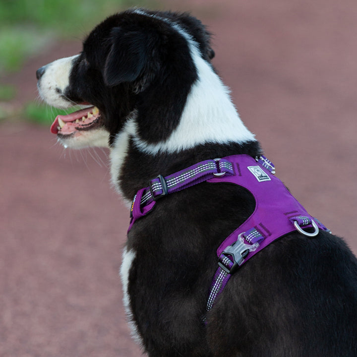 Lightweight 3M reflective Harness Purple L