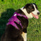 Whinhyepet Harness Purple S