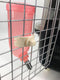 500ml Dog Cat Hamster Rabbit Water Bottle Hanging Drinking Dispenser Feeder Pink