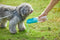 PETKIT Pet Bottle 400ml - Blue
