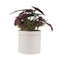 Artificial Bergonia Plant In Decorative Bowl 30cm