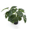 Dense Potted Artificial Split Philodendron Plant With Real Touch Leaves 50cm