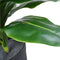 Artificial Potted Wide Leaf Birds Nest Fern 50cm