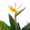 Artificial Potted 150cm Bird of Paradise Plant